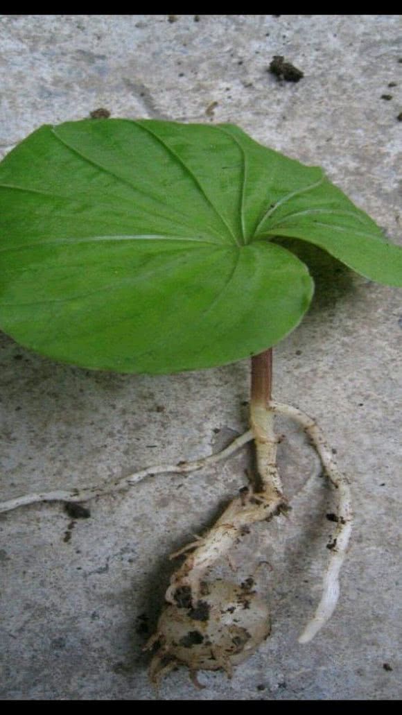 青天葵叶子为爱心型,生长于卑微之地却有较高的药用价值