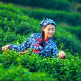 茶茶山上的姑娘