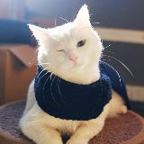 花哥哥和黑豆豆的日常