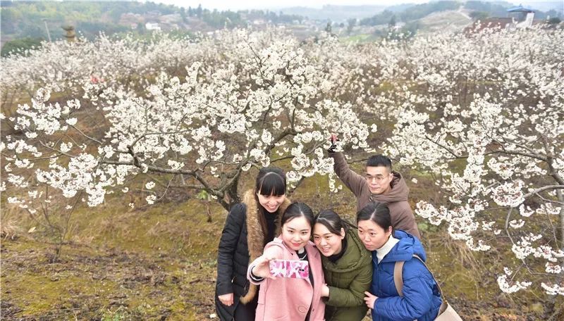 2月17日,庆卫镇桃李村,朵朵绽放的樱桃花在雨雾中淡雅素净,散发出