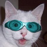 汪星人搞笑日常