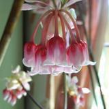 风铃花
