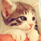 会拉雪橇的狗狗