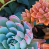 制作者娱乐大咖