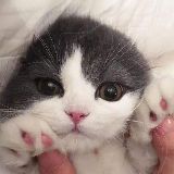 白马一书生