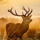 东风风行济宁鸿斌店