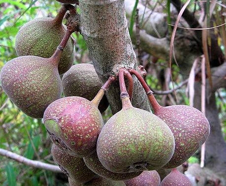 农村这种能流出牛奶的植物果实是新妈妈的下奶神器