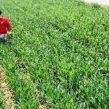 我带着你学小鸟