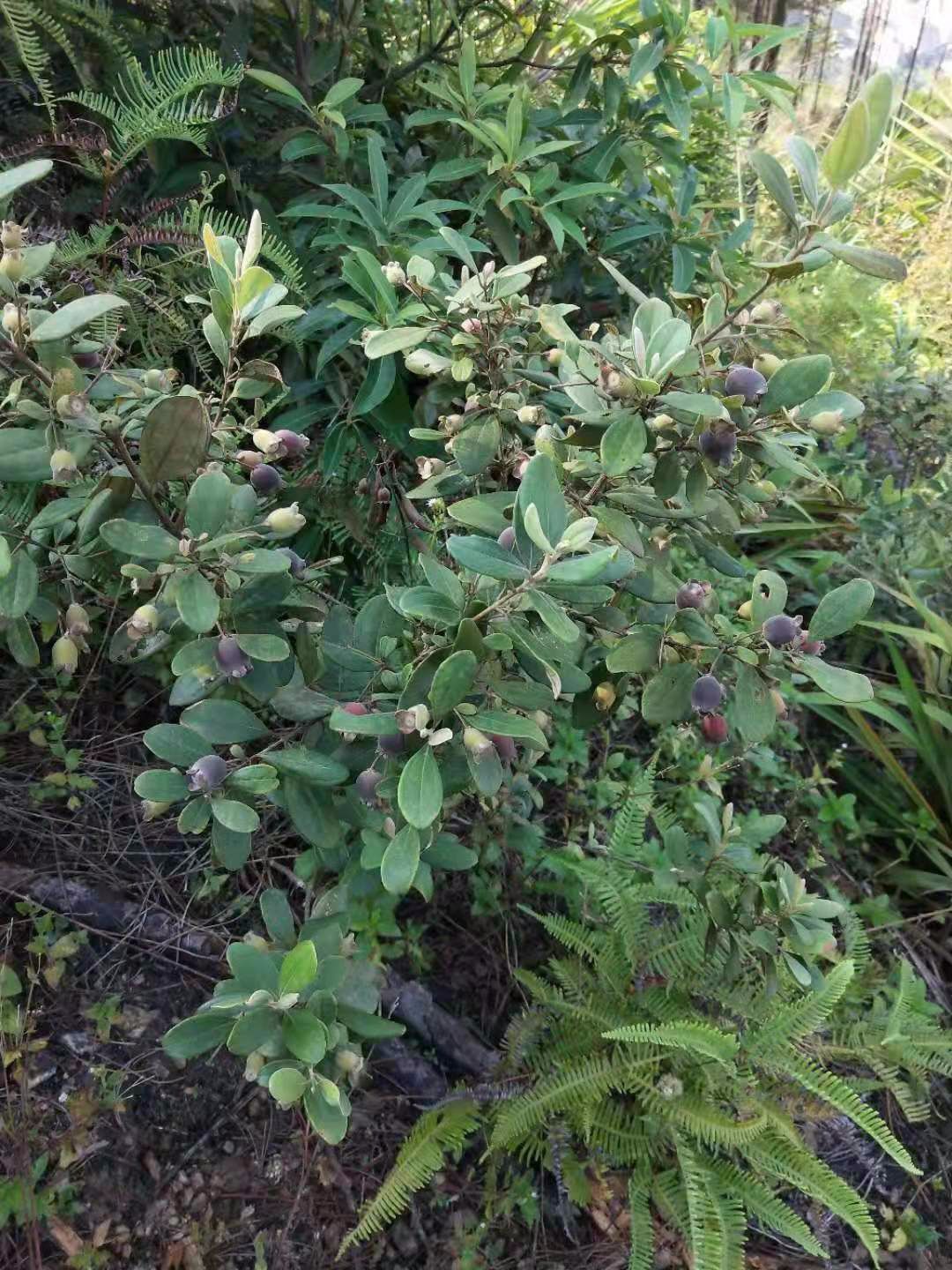 山上随处可摘到的捻子,果实黑透才好吃,种院子开花特好看