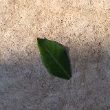G调的季节