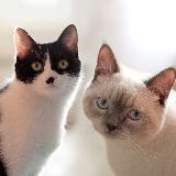 爱吾猫以及人之猫