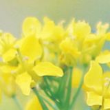 褚翠琴娱乐大咖