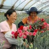 农民爱种花