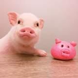 猪猪的快乐生活