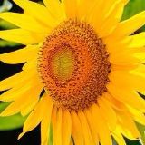 美食美味走一走