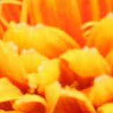 年年娱乐小分队