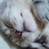一猫谈军