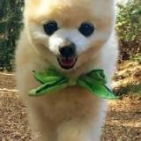 爱宠尼古拉耶