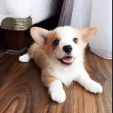 小二说房产动向