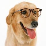 狗狗猫咪萌宠控