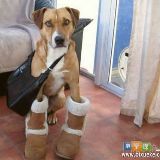 家有萌宠小啤酒