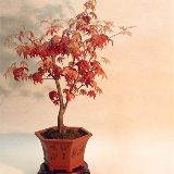 庭院花卉植物生活