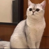 赵家锐