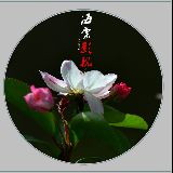 海棠花影视