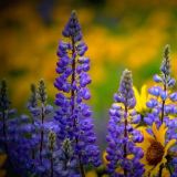 公孙廉威说娱乐