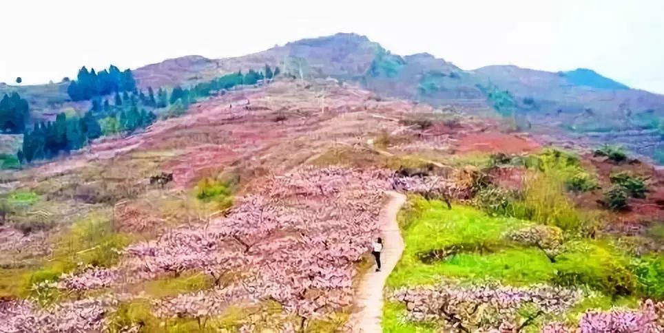 文宫镇桃花山