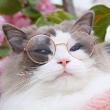 大圣家的诺亚方啾