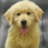 神犬皮蛋