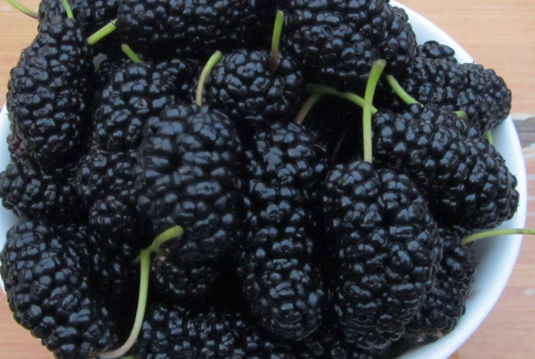黑色皮的水果种类图片图片