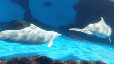 级保护动物——中华白海豚中华白海豚别忘了还有可爱的动物们等着你们