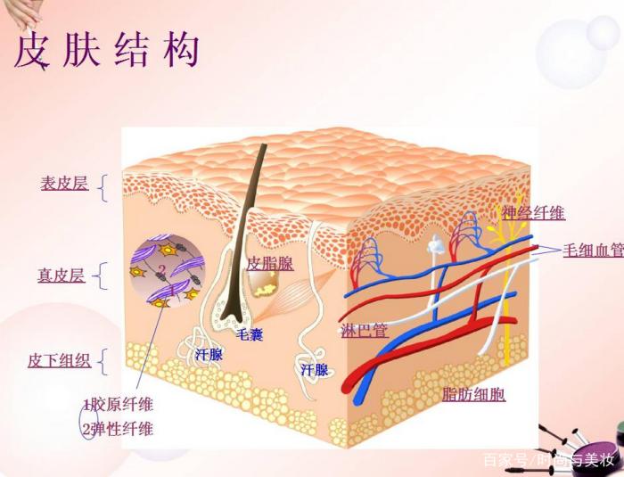 皮肤生理学与细胞图图片