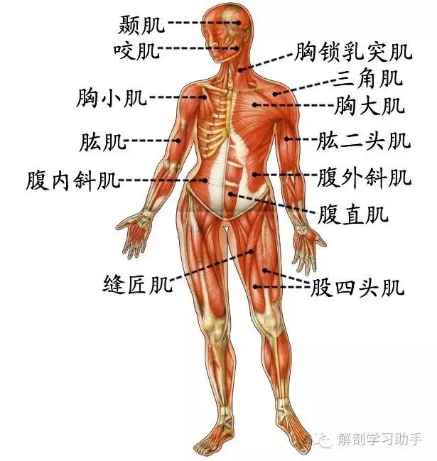 解剖歌诀—骨骼肌&运动系统