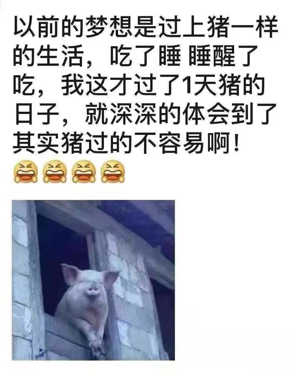 网友们纷纷调侃自己过上了 "猪一样的生活"!