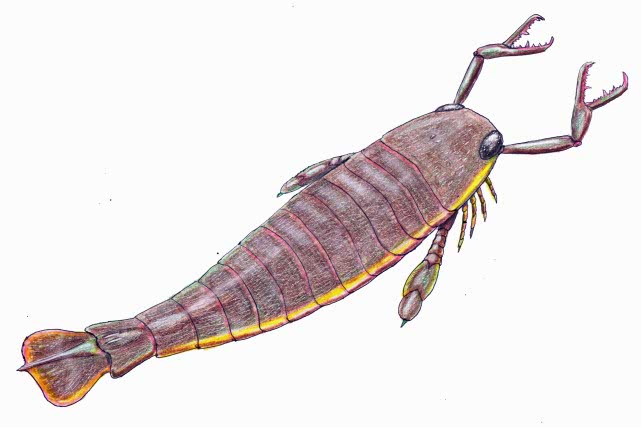 海蝎子,迄今为止发现的最大的节肢动物,体型比成年男子都要大