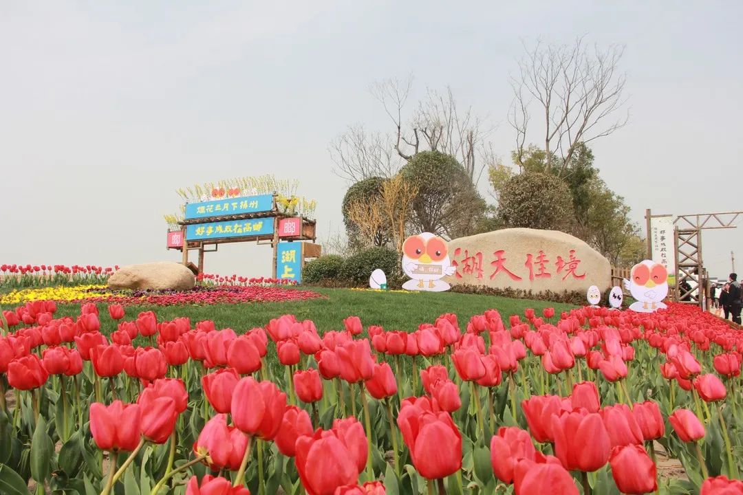 好事成双在高邮,湖上花海免费游|美景私藏不住,来高邮湖上花海寻找