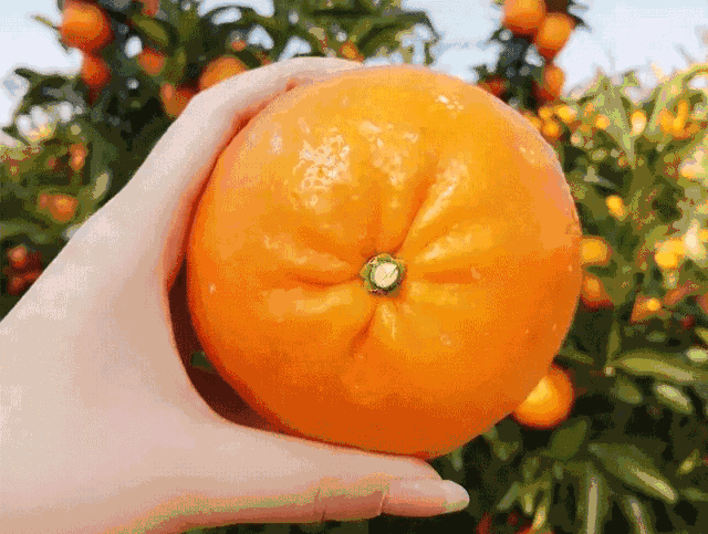 堪称这个季节最不能错过的柑类水果!