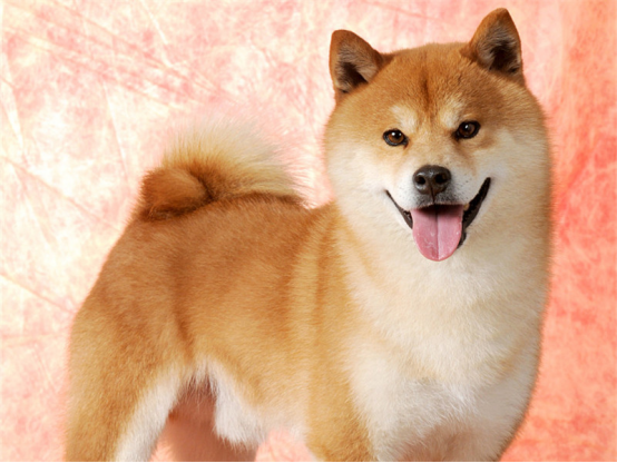 fa06eee0p00qayxuu00btc000fe00bkc.png