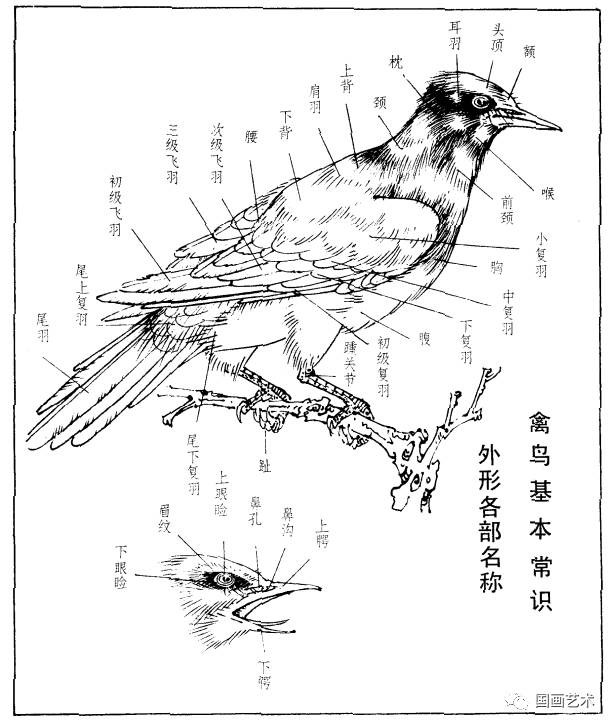 珍珠鸟结构梳理图片