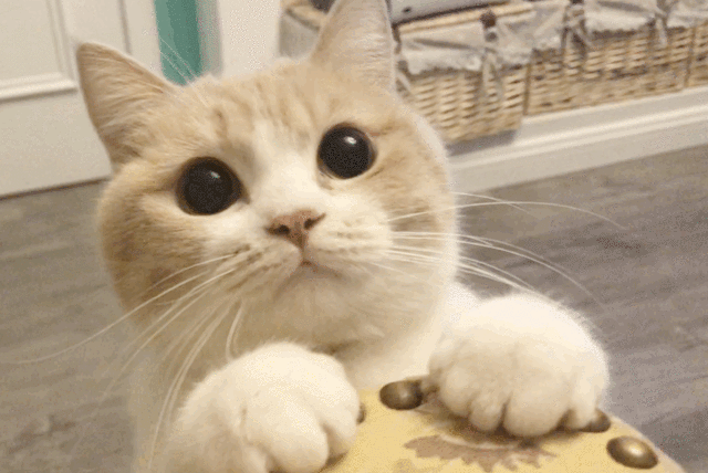 超可爱佛山这5家宠物主题店尽情来rua