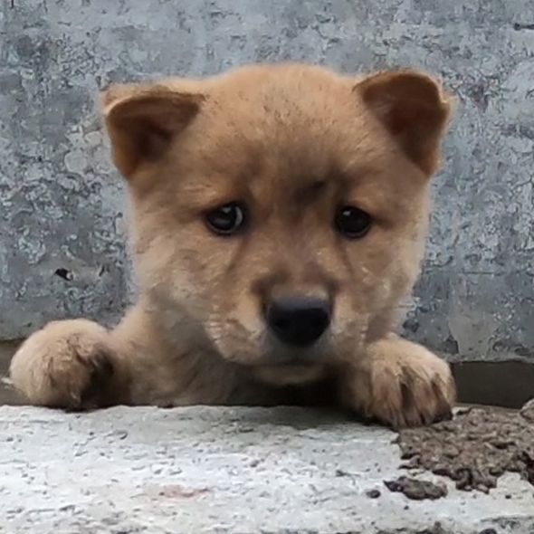 30元收养只土狗,刚带回到家就很粘人,想给狗狗取个名字