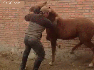 日本兽医公开马儿照ct私处全曝光网民争议没有马权