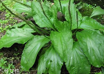 車前草的功效和作用車前草對人體有什麼好處