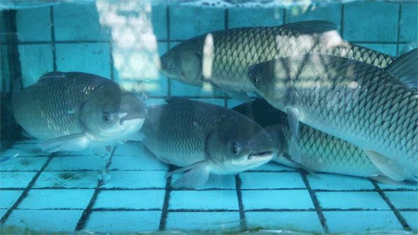 吊水皖鱼鱼生特价88元/条午市,宵夜9点半后| 福利① |*粉丝优惠福利*