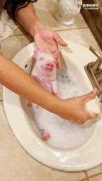 文科班校花酱)小猪洗澡能有多可爱(via.