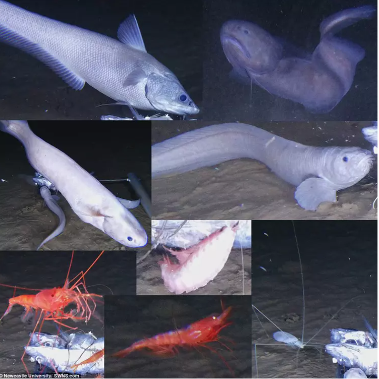 蓝鲸真实体长 bcb3354cj00ref9q600m3c000kv00kvm.jpg