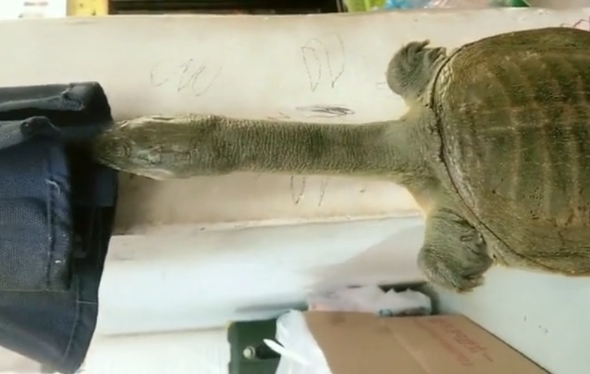 乌龟的脑袋完全伸出有多长?看完这个惊呆了!